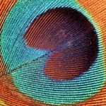 How Nanoscale Optics Create Nature's Most Dazzling Colors