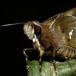 Penn Collaboration Produces Surprising Insights Into the White Spots on Butterfly Wings