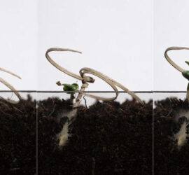 image of a spiraling Biodegradable Seed carrier